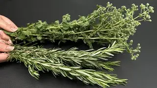 Oregano and Rosemary remove all toxins from the body! Destruction of toxins and fungus
