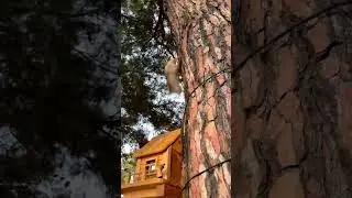 🐿 Пушистые белки — привычные обитатели набережной Геленджика. 😍  