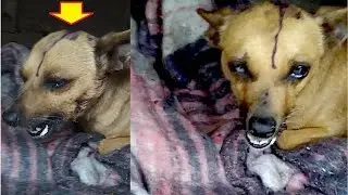 Rescue Poor Little dog who was breaking her jaw and leaving a wound on the top of her head