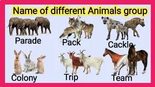 Group name of Animals/ collective nouns for animals / name of animals Group / animal vocabulary