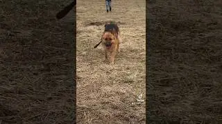 Немецкая овчарка не уходит без хозяина!