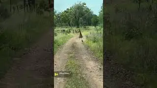 Cachorro correndo atrás de emu