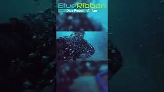 Diving in a Volcanic Wonderland - Anilao Philippines#diving #underwater #actioncam  #tdi