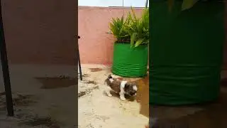 Cute little steps #shihtzu #shihtzupuppies #shihtzudog #shihtzupuppy #doglover