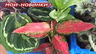 Стартеры 🌺 Бегоний ПОЧТОЙ и НОВИНКИ коллекции