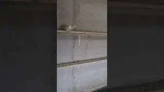 Игровой чубатый тасман