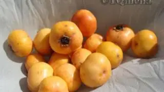 Ibn sino tavsiyalari ✵♔✵ Ибн Сино тавсиялари