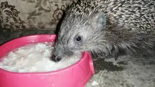 💕Ёжик Сережа чавкает цыпленка. Котики и ежики кушают вместе кашку. А Ежик умеет лакать, как котенок)