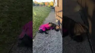 Mini horse rolling 😂 SO CUTE