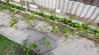 Что нужно знать до обрезки винограда. Умная обрезка винограда. Часть 1.