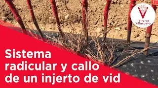 Sistema radicular y callo de un injerto de vid: Viveros Villanueva