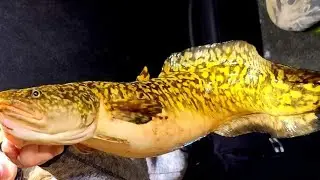Вот это МОНСТРЫ! Бешеный клёв огромных налимов! Сколько их там....