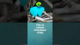 Топ 10 самых красивых птиц мира #шортс #топ10 #птицы #комарик #shorts #малышам