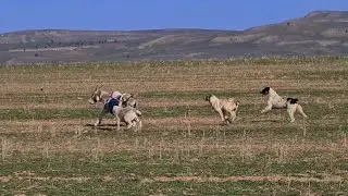 когда на твоей территории чужой Ишак