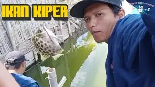 DOBEL STREEK IKAN KIPER MACAN TUTUL