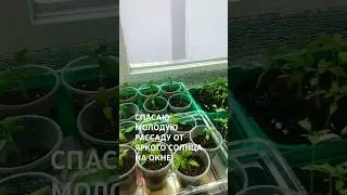 СПАСАЮ МОЛОДУЮ РАССАДУ/ЗАТЕНЯЮ ОКНО 