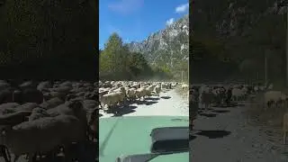 Есть такая примета: встретить стадо овец на своем пути – к удаче в делах 😻