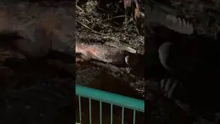Crocodile near the sidewalk🐊😱 Cancun Mexico 🇲🇽 How would you react? 