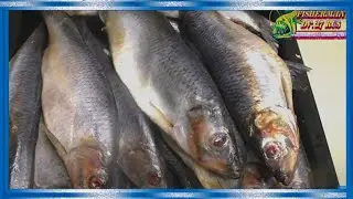The same ambassador for barreled herring, pickled, spicy salting, GOST 1084-88