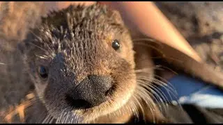Orphaned Otter {Try Not To Smile} *Rescued and Rehabilitated*