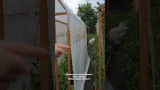 Огурчики в домике 🥒🏠