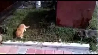 Прикол кот нападает на собаку