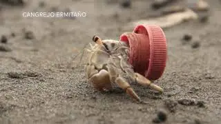Pequeños grandes momentos - Episodio 16: 