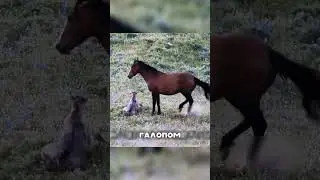Дикая кобыла ПРОТИВ стада жеребцов😯🔥👏