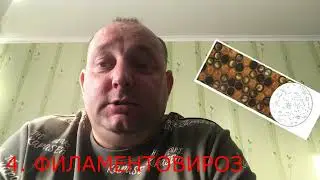ВИРОЗЫ ПЧЁЛ- что это такое?