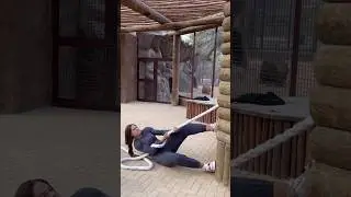 TUG OF WAR WITH A 380 KG OF A 