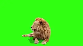 Male Lion HD Green Screen  2019