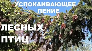 ЛЕСНЫЕ ПТИЦЫ СВОИМ ПЕНИЕМ СОЗДАЮТ УМИРОТВОРЕНИЕ, ИСЦЕЛЕНИЕ ЭМОЦИЙ И  ПОКОЙ.ПТИЦЫ ЭТО ЛЕКАРИ ДУШИ .
