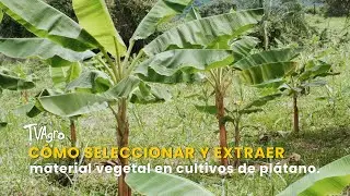 Cómo seleccionar y extraer material vegetal en el Cultivo de Plátano - TvAgro por Juan Gonzalo Angel