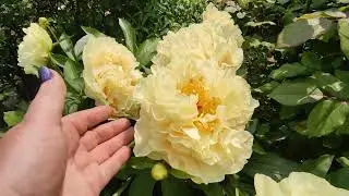 26 мая 2023 г.Прогулка по моему дворику 🌿🌹🌹