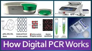 Digital PCR: Introduction, Principle, Advantages, Applications: How Digital PCR Works