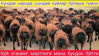 СУРХОНДАРЁ ЙИГИТИ МАРТЛИГИГА БОРИБ НАРХ АЙТДИ ХИСОРИ КУ́ЙЛАРИ