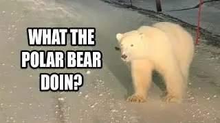 What a Polar Bear doing in Arlington, Texas | Debunking the Myth