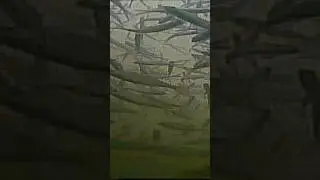 Смотреть до конца!!! 