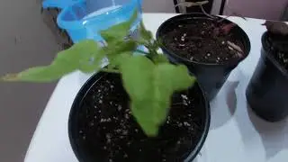 Черенкование ипомея батат