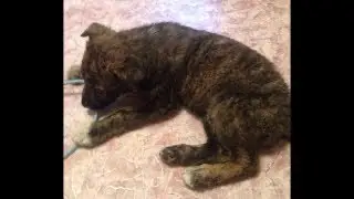 Возле мусорного бака топтался голодный грязный щенок, робко заглядывая в глаза проходящей девушки