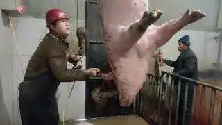 Pig Slaughter - This method of killing pigs still saves effort and worry