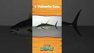 19 species! Ocean Location Fishing Planet! 🎣🌎 #fishingplanet #boangles #fishing #gaming