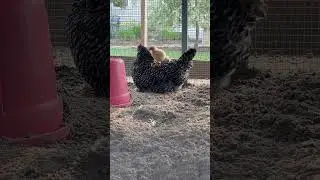 The chicks are having so much fun with mama#viral #chicken #backyardchickens