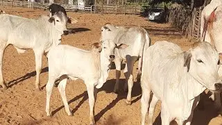 4 BEZERRAS DESMAMADAS  A VENDA EM ICARAÍ DE MINAS GERAIS