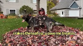 German Shepherds Help Dad With Yard Work