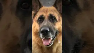 #немецкаяовчарка они нас любят просто так!