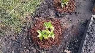Новинки на моей даче, живая изгородь от соседей из роз и гортензий