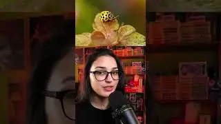 Опасные божьи коровки. Интересные факты