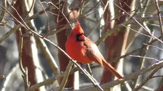 Bird Feeder Overview | Mid-winter | How-to Guide