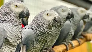 Most expensive parrot in the world | Expensive bird video | African gray parrot
